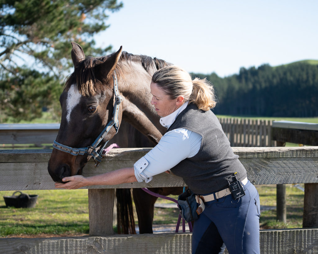 Clicker training for dressage horses